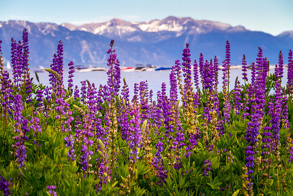 Tahoe lupine PS edit(478 of 634)