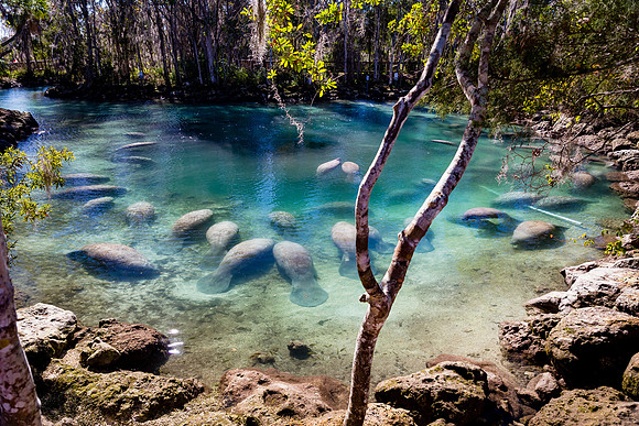 Three Sister Springs Manatees 1-2017 (57 of 126)