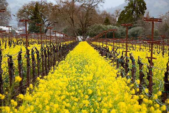 Alexander Valley Mustard