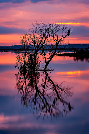 Paynes Prairie sunrise 1-2019-1184-Edit