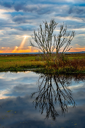 Paynes Prairie sunrise 1-2019-1289-HDR-Edit