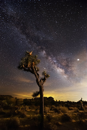 Joshua Tree Milky Way