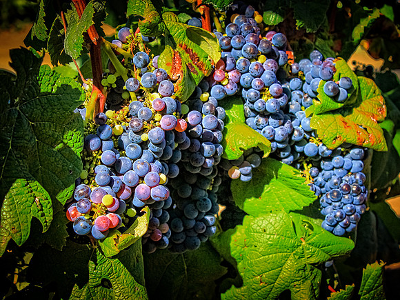 Cabernet Grapes